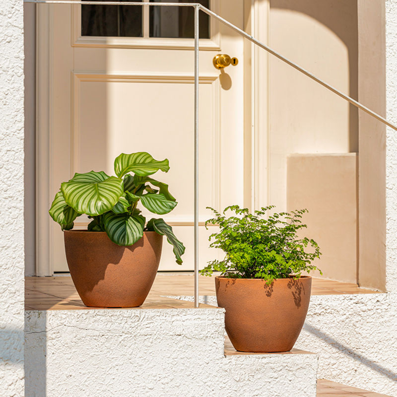 A pair of terracotta pots are placed outside a white front door, holding lush greens.