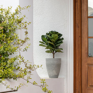 The gray honeycomb-patterned pot plants a small tree, stand in front of a door. Showing its outdoor feature.