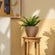 The taupe pot with plants in it is displayed on a side table, in front of a cabinet and a picture frame.