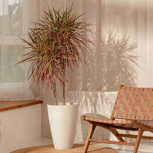 A large white planter potted with tropical plants is placed next to a rattan chair.