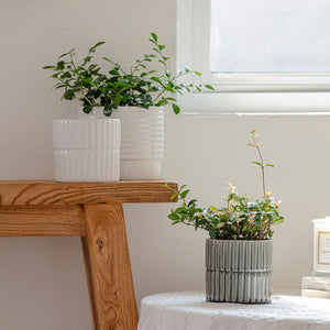 Two white planters and a cyan-blue planter are displayed against a window, all made of ceramic.
