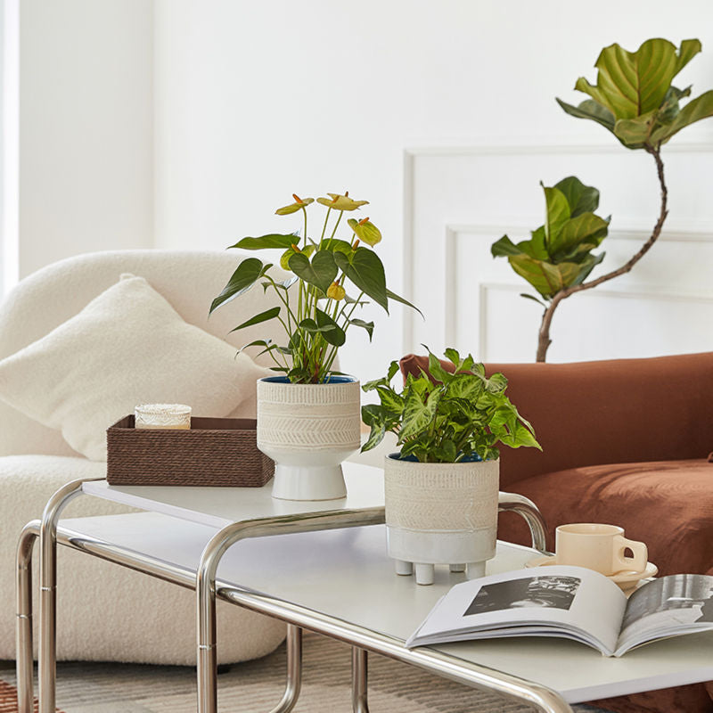 Two ivory white planters are placed on two modern coffee tables separately with other home ornaments.