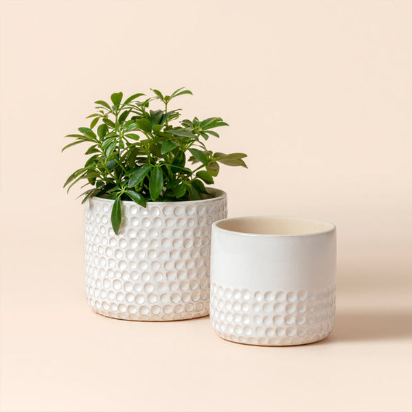 Lorna Small 8 in. x 6 in. 3 Qt. Pearl White Ceramic Indoor Pot (2-Pack)