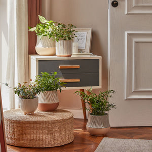 The green plant is potted in the beige planter and displayed on bamboo storage, in front of a coffee table.