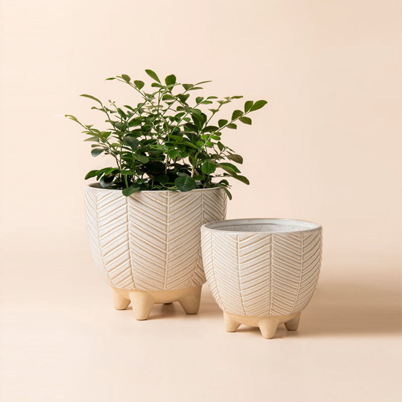The beige pots set contains two different-sized planters, with leaf vein patterns around the exterior and four ceramic stubby feet.