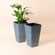 A set of two gray planters in 20-inch one of which holds plants.