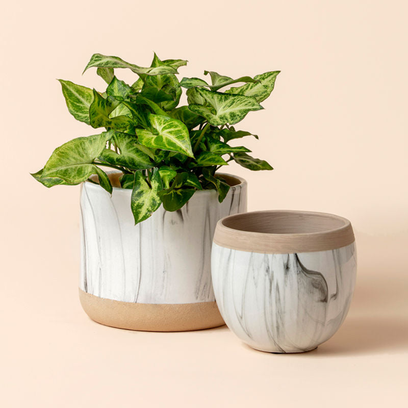 It is a complete image of two white marble pots, with the left one having a plant in it.