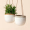 A set of two lush white pots are hanging on the wall, one of which holds flowers.