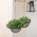 Two marble textured planters are hung in a bright room, potted with small white flowers.