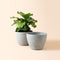 A set of two 11.3-inch planters are placed next to each other. A green plant is potted in the planter.