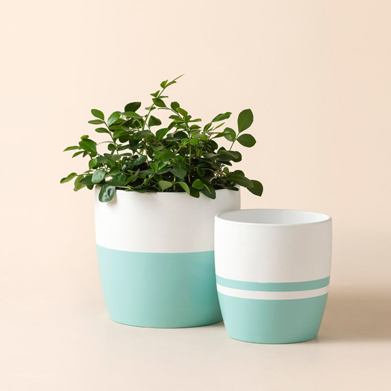 Two martinique planters aligned side by side, with the left pot containing a green plant.
