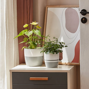 Two plants in Martinique planter is displayed on a dresser, in front of a painting, and under the sunshine.