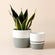 The picture is taken from the front, showing the Martinique white and gray planter duo.