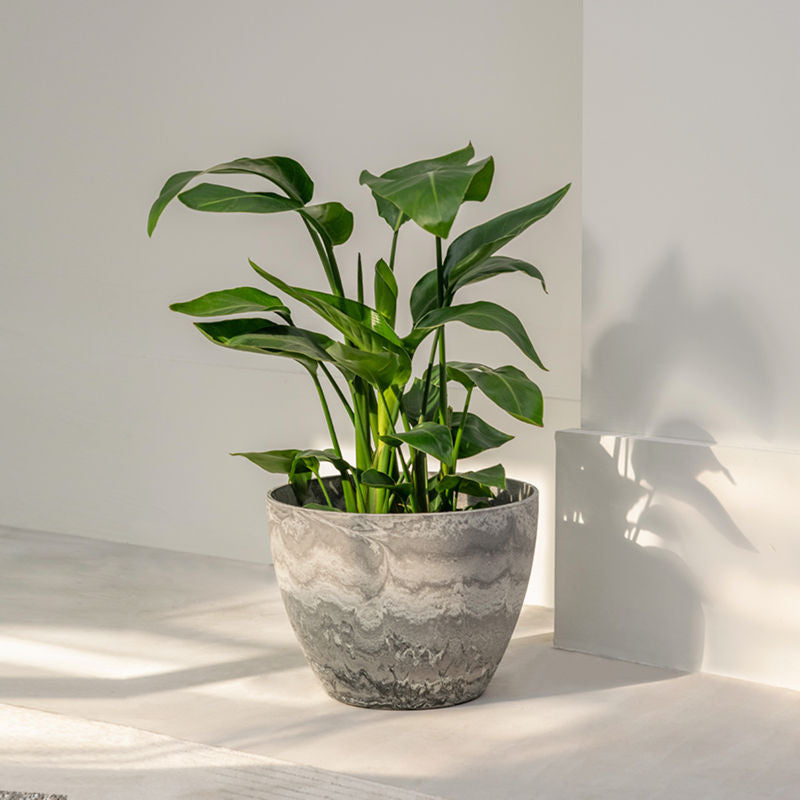 The 14.2-inch gray pot with plans in it is placed in front of a white wall.
