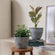 A set of two pots in different sizes with green plants are displayed in a room,  in front of a picture frame.