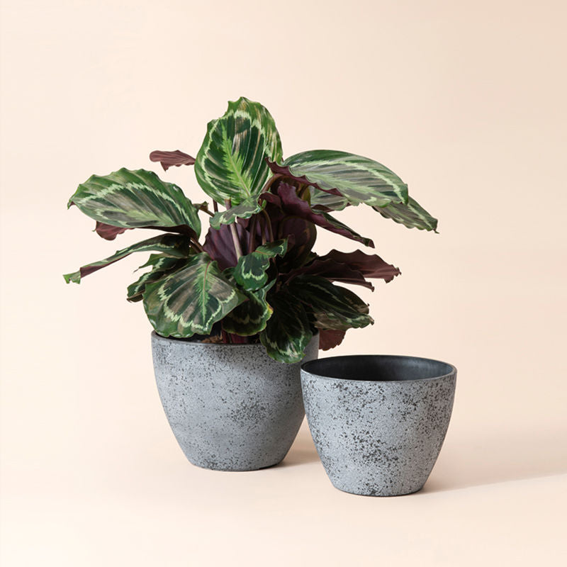 A set of two plastic pots in different sizes, one of which holds green plants.