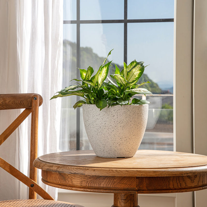 A speckled white planter is placed on a wooden table with a sunny window view as background.