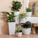 Six speckled white pots in various sizes are displayed in a corner, the 11.3-inch planter is placed on a table on the right.