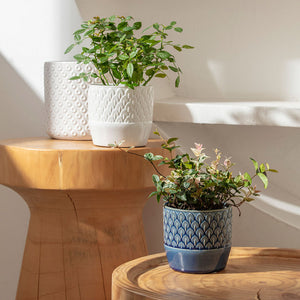 Three planters with peacock feathers pattern are displayed on small wooden tables, two are white and the other one is blue.