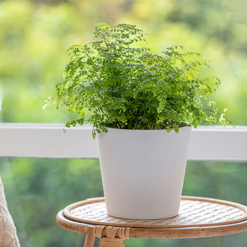 A matte white planter is placed on a rattan coffee table, potted with lush green plants.