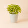 The remco matte white pot in 12-inch with plants in it. The planter is made of plastic.