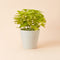 The remco matte white pot in 12-inch with plants in it. The planter is made of plastic.