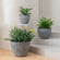 A set of three rock gray pots are displayed in a staggered position, each potted with lush green plants.