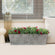 The wild roses are potted in the grey planter in front of a window and surrounded by glass and cushion.