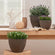 Three rusty planters are displayed against a wooden windowsill with other home ornaments, all holding small flowers.