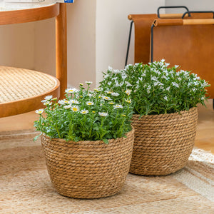 White daisies are planted in two seagrass pots. Planters are displayed in front of a coffee table.