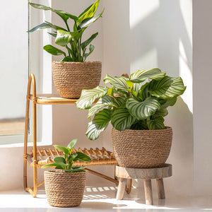 Three seagrass planters with plants in them are placed in a staggered way. Two of the planters are on the wooden stand.