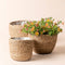 A set of three seagrass brown pots, one of which holds yellow flowers.