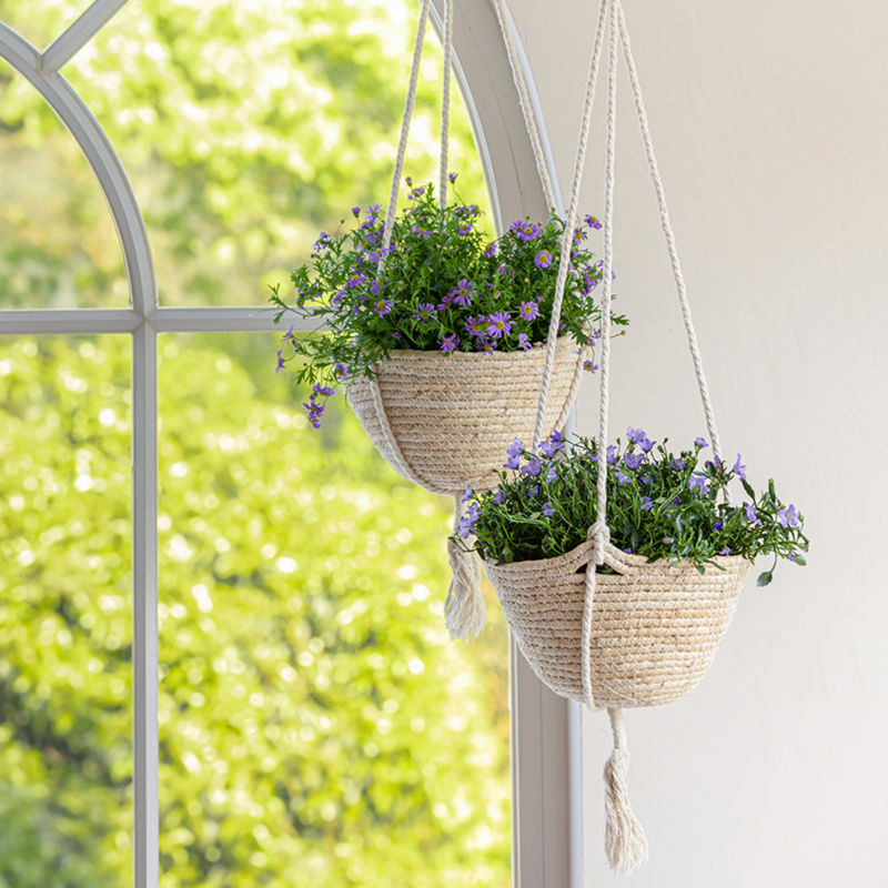 Two seagrass planters with purple daisies in them are hanging on the wall, in front of an arch window.