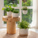 A series of four white ceramic planters are placed in front of a French window, all potted with lush greens.