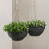 Two speckled black hanging planters are displayed in a gray space, potted with small white flowers.