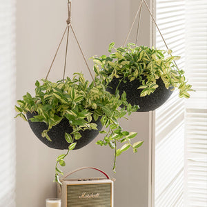 A pair of speckled black pots are hung next to white blinds. Sunlight is shining on these pots through the blinds. 