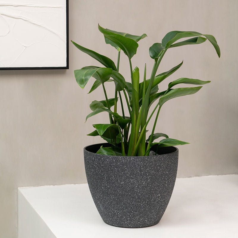 A speckled black planter is placed against a gray wall, potted with lush green plants.