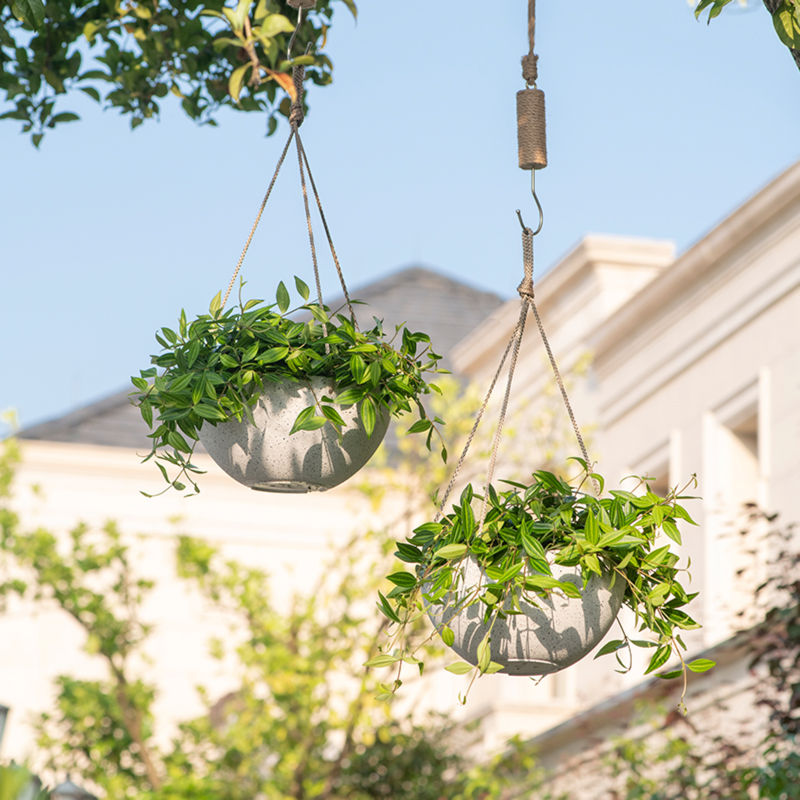 Two planters are hanging on the tree to display the perennial vines, with support from metal hook and ropes.