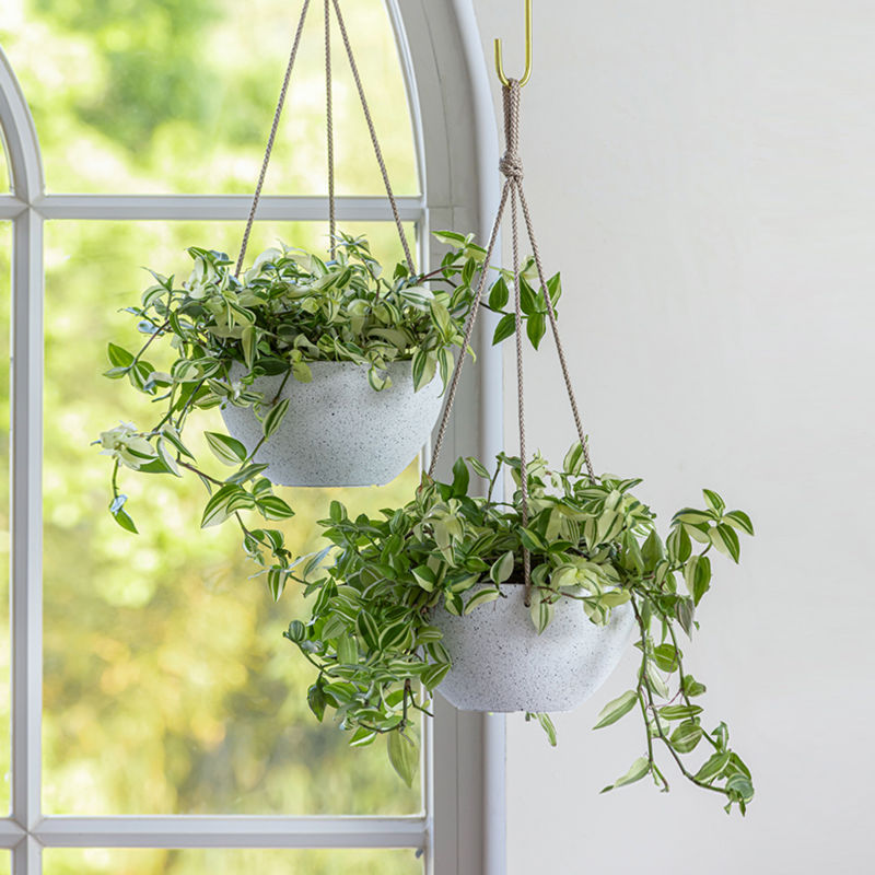 A set of two white speckled planters holding lush greens are hung in front of windows.