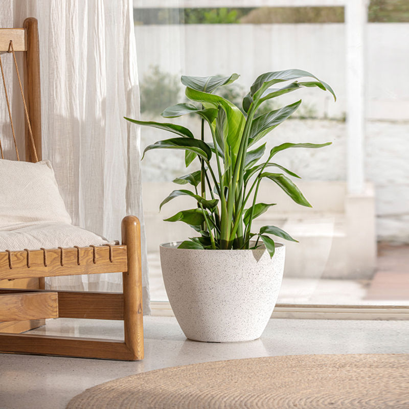 A large white planter with green plants is placed in a living room, next to a rattan chair.