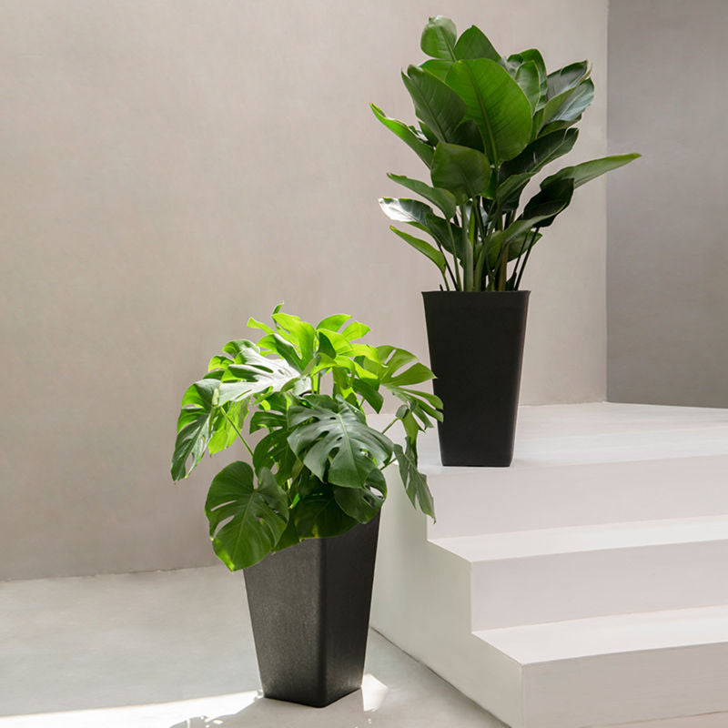 Two black tall planters are displayed in front of a grey wall, one on the steps and one on the ground  