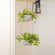 Two-tier white planter is hung in a bright room, potted with lush green plants.