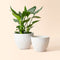 A set of two speckled planters in different sizes, one of which holds a small plant.
