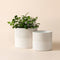 Each set contains two pots, one is 5.5-inch with plants in it and another one is in 4.8-inch.