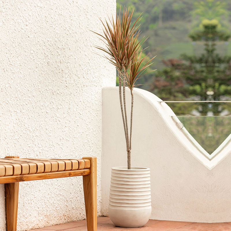 A beige plastic planter with a tall tropical plant is placed on a open-air balcony, next to a wooden deck chair.