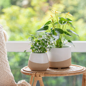 Two white and beige planter pots are placed on a rattan coffee table against window.