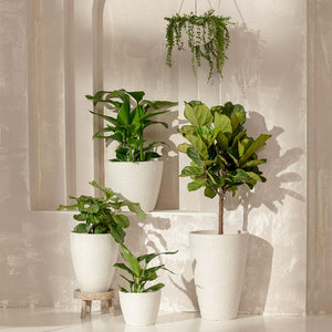 A series of white planters are placed in a room, in front of a white tile wall. The white honeycomb planter is hanging on the ceiling