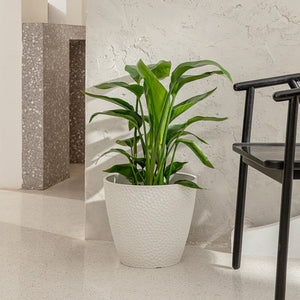 The white pot with plant in it is placed next to a wooden chair, in front of a concrete wall.
