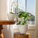 The white butterfly orchid is potted in the small planter on a table. The large planter with green plants is placed on a chair.