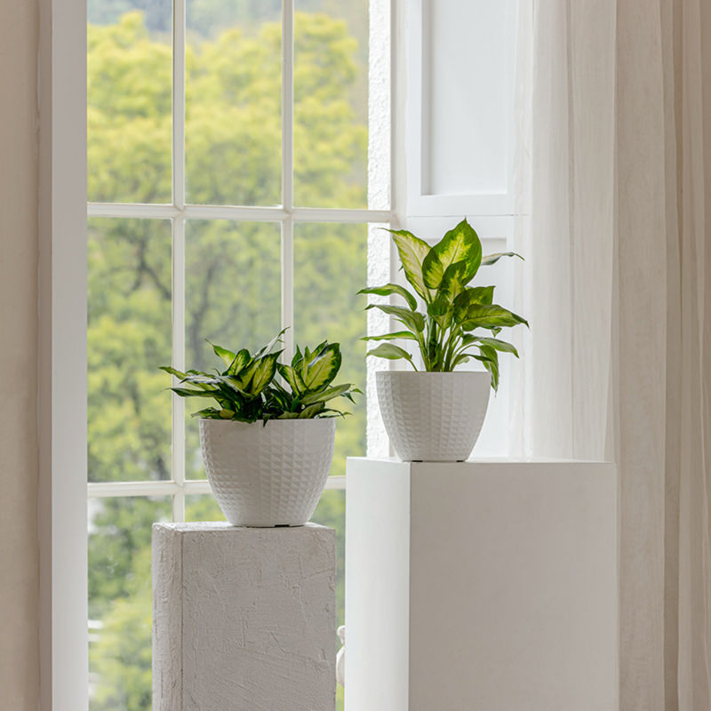 Each of the white pots is stood on white stand columns, in front of a big window.
